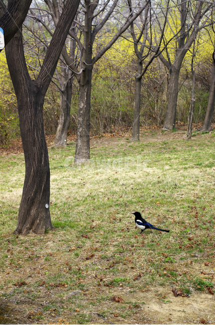 나무,식물,plant,봄,spring,계절,까치,새,동물,animal,조류,새,birds