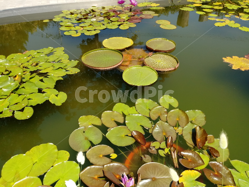 수련,다년생초본식물,수생식물,이판화,쌍자엽식물,자우련,waterlily