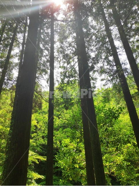나무,tree,forest,숲,햇살,자연,풍경,nature,landscape