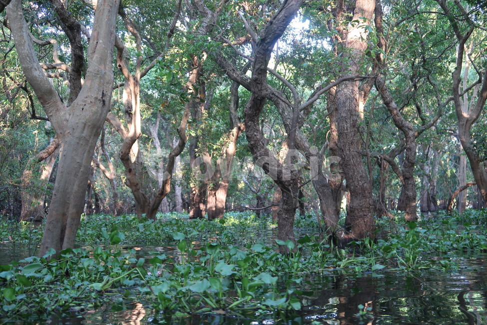 캄보디아,맹그로브,나무,숲,treetrunk,plant,tree,cambodia