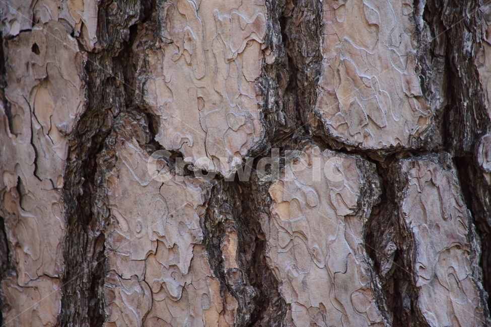 나무,소나무,노송,bark,pine,나무껍질,수피,나무,trees,wood