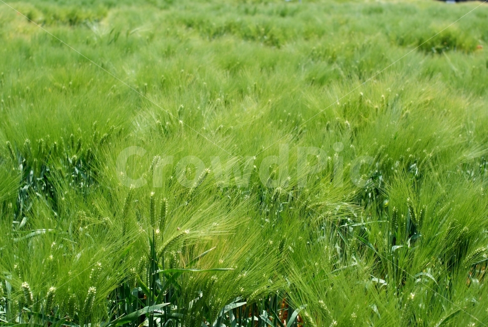 보리밭,보리,자연,식물,풍경,녹색,nature,green,landscape,자연,풍경,nature,landscape,식물,plants,grass,잔디,plant