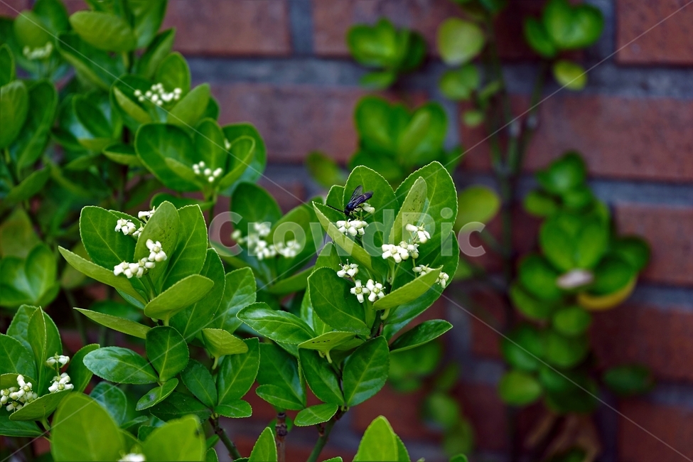사철나무,녹색,연두색,식물,자연,사철나무꽃,잔꽃,여러해살이,spindletree,stafftree,상록관목,정원수,울타리,상록수,노박덩굴과,evergreen,raindrops,leaves