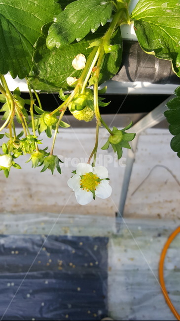 leaf,잎,plant,식물,딸기꽃,하얀꽃,flower,strawberryflower