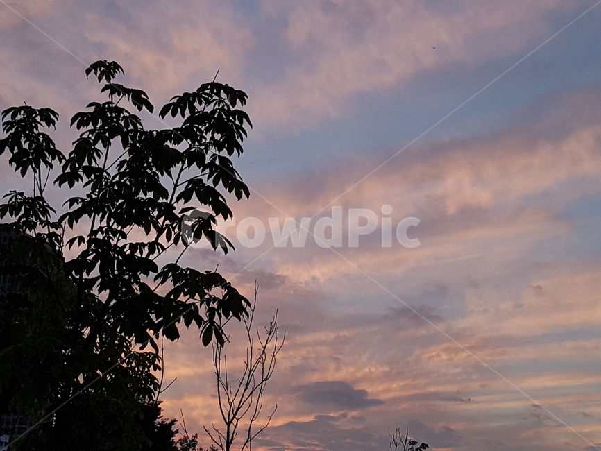 nature,자연,outdoors,옥외,silhouette,실루엣,dusk,황혼,dawn,새벽,redsky,붉은하늘,sunset,일몰,sky,하늘,tree,나무