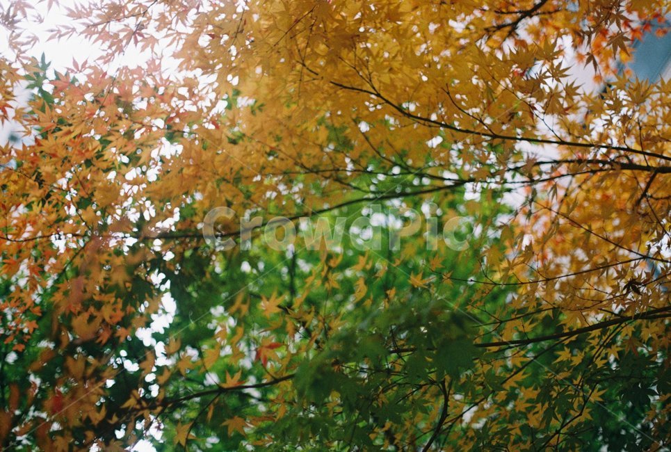 나무,색,낙엽,가을,하늘,단풍,가을,계절,fall,autumn,season,식물,자연,plants,nature,감성,sensible,feeling,leaf,잎,plant,tree,maple