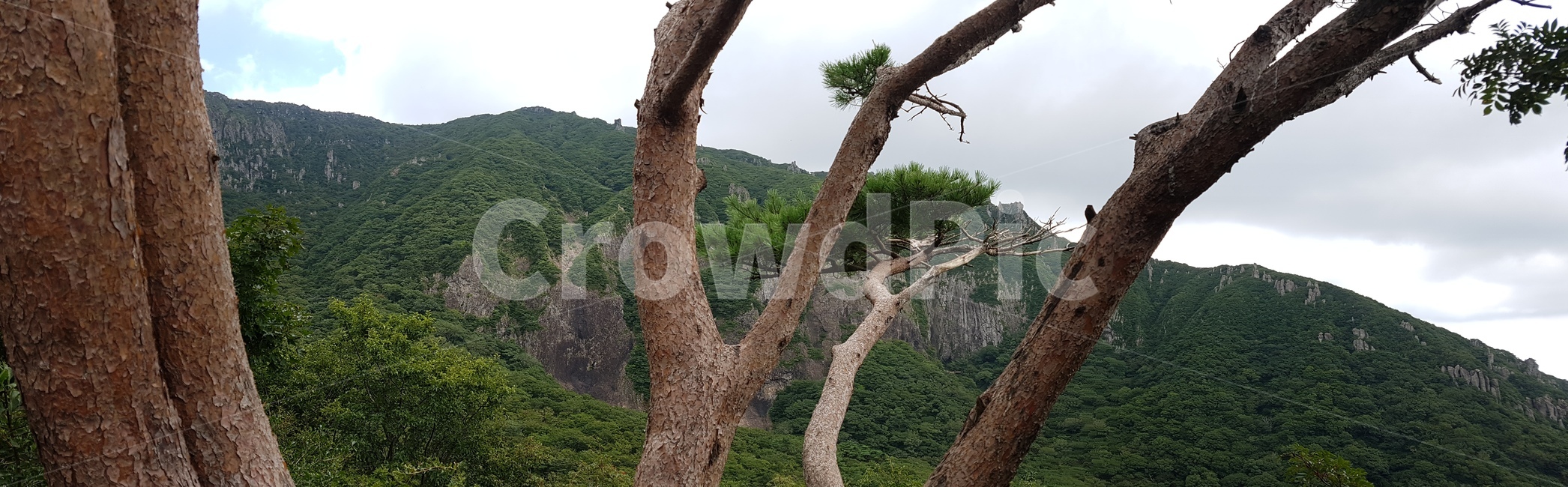 한라산,자연,풍경,파노라마,숲,영실,영실코스,윗세오름,나무,돌,산,숲속,길,날씨,흐린날,식물,옥외,산맥,자연,풍경,nature,landscape,tree,tree trunk,나무 줄기,plant