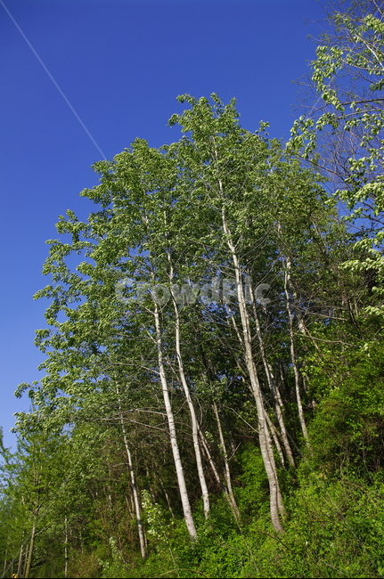 초록,신록,잎,나무,식물,plant,자연,nature,하늘,식물,자연,plants,nature,나무,trees,wood