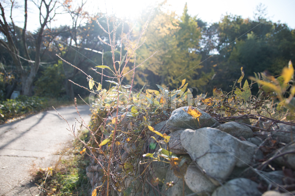 가을,단풍,풍경,산책,등산,산,가을산,식물,자연,plants,nature,휴식,힐링,rest,relaxation,healing