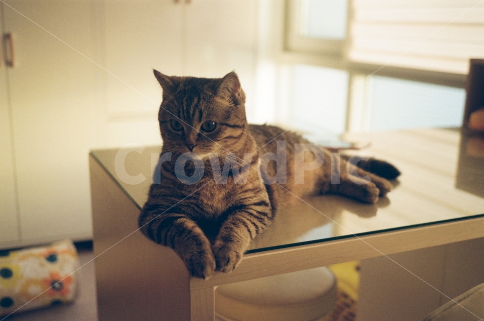 고양이,감성사진,필름사진,집에서,애묘,먼치킨,동물,animal,고양이,cat,kitten,kitty,포유류,mammal