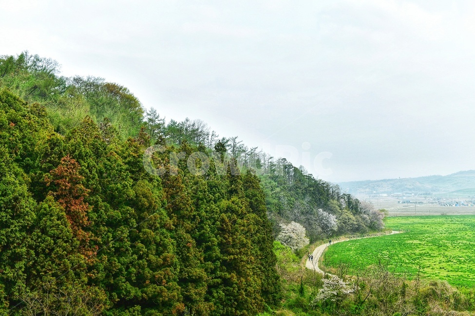 풍경,나무,색감,감성,자연,자연,풍경,nature,landscape,tree,plant,식물
