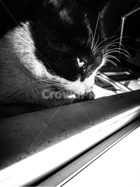 Pets,pat,stray cat,cat,black and white photography,strong contrast,animal