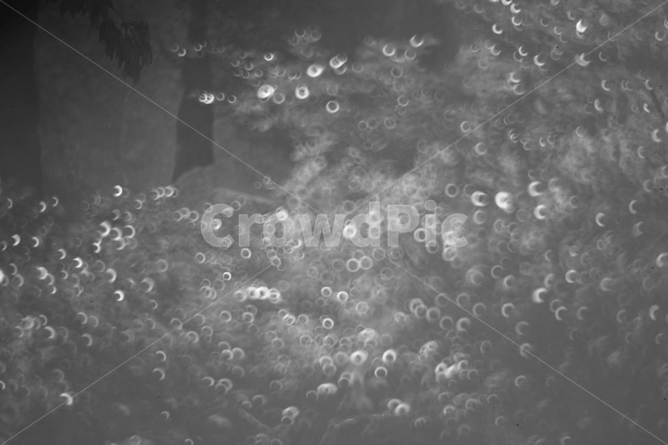 원향보케,흑백보케,자연,꽃,흑과백,흑백,모노톤,monochrome,black and white