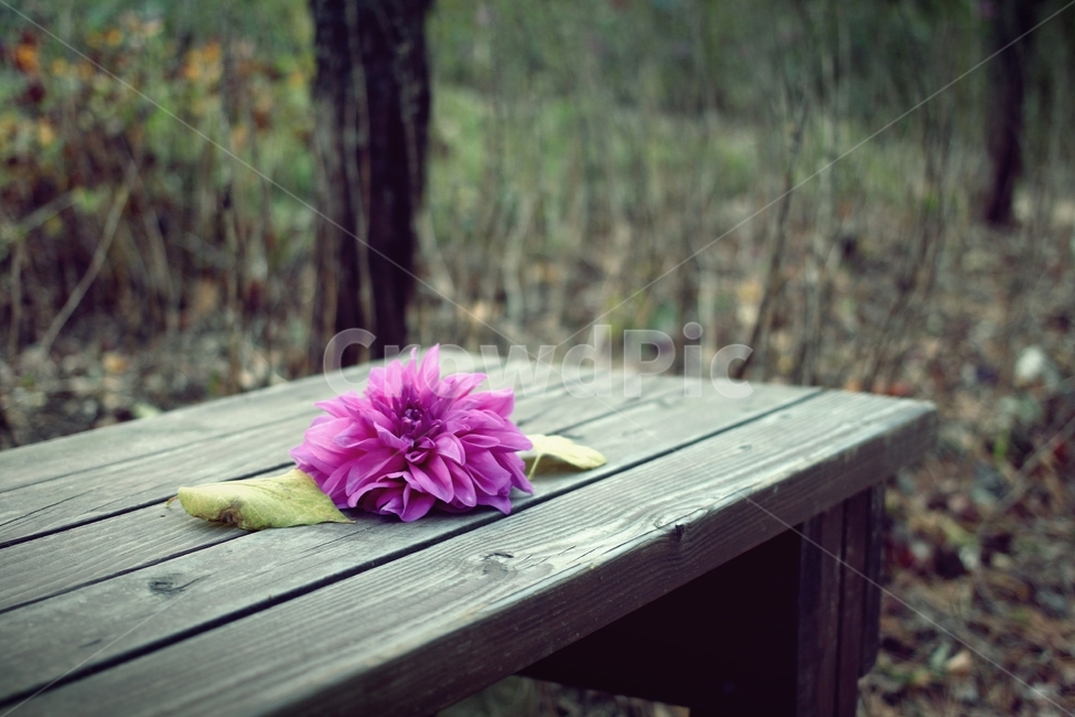 꽃,꽃잎,벤치,분홍,핑크,외로움,가을,홀로,감성,flower,bench,의자,나무,tree,꽃,flower