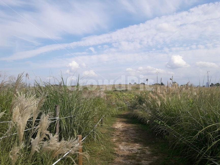 풀,갈대,하늘,구름,하늘공원,풍경,자연,park,sky,cloud,nature