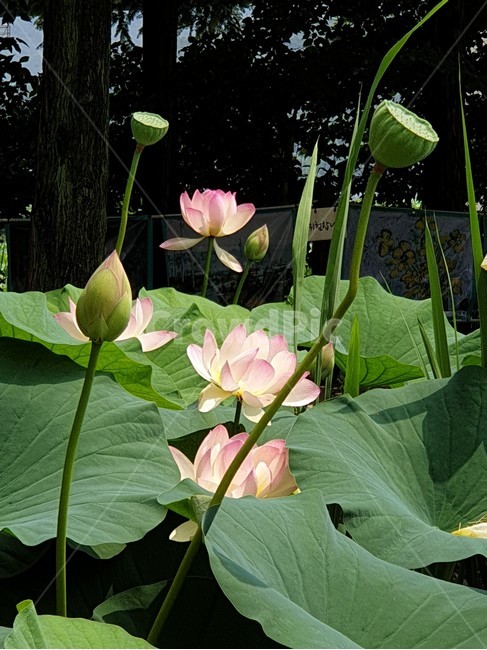 백련,흰연꽃,연꽃,여름야생화,수생식물