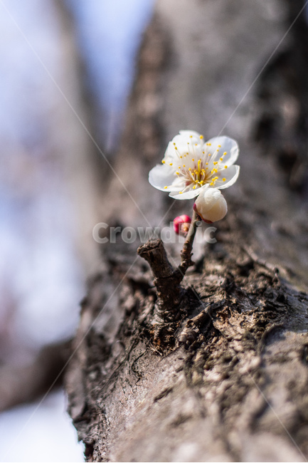 봄,꽃,매화,청매화,산책,축제,봄,계절,spring,season,식물,자연,plants,nature,꽃,flower,plant
