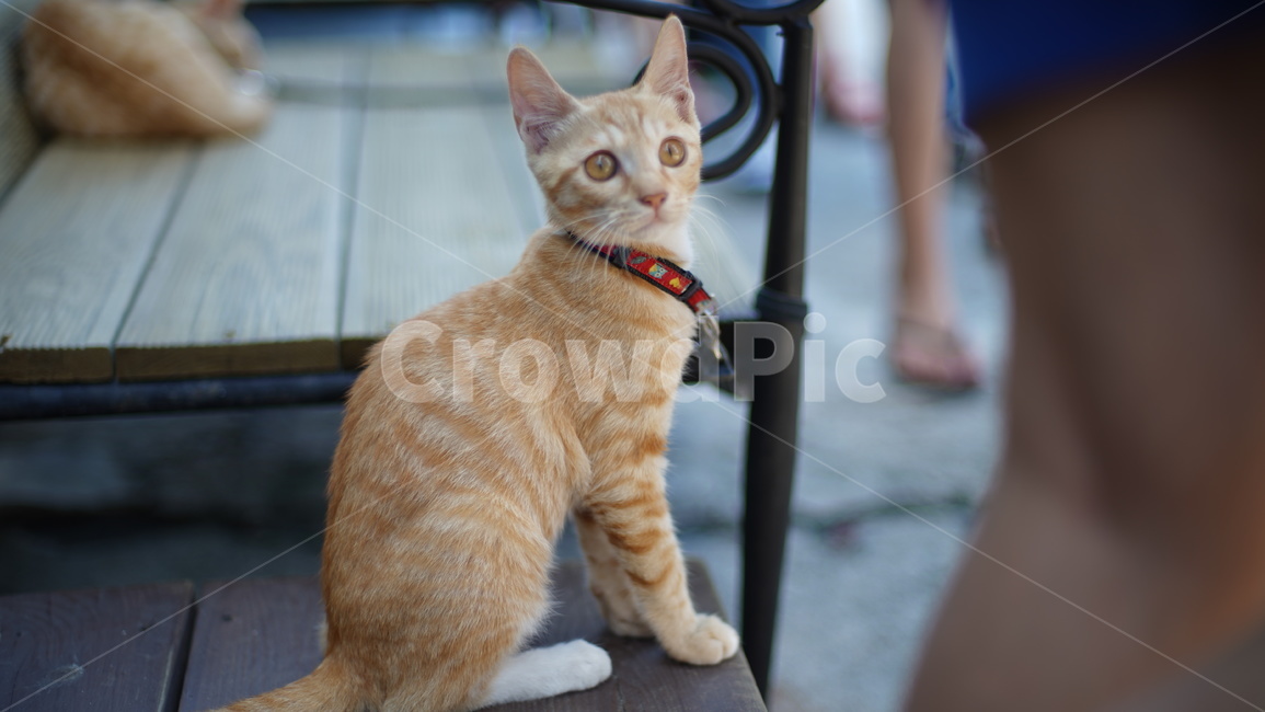 고양이,반려묘,고양이귀여운,귀여운고양이,이쁜고양이
