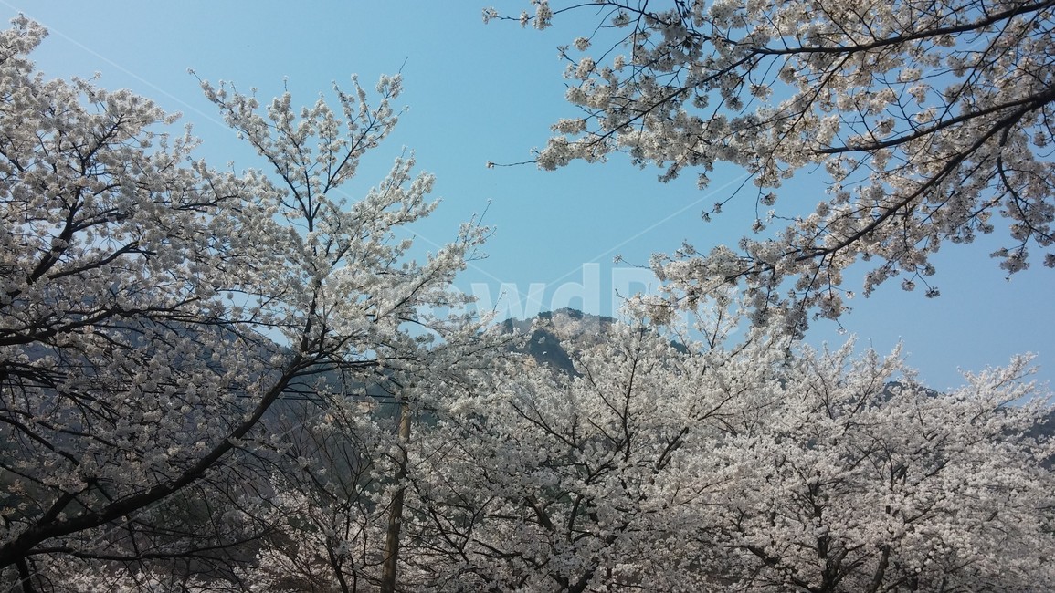 벚꽃,산,벚꽃나무,나무,벚꽃잎