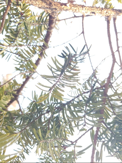 전나무,나무,잎,이파리,풀,식물,나뭇잎,자연,초록,연두,푸른,색,식물,자연,plants,nature