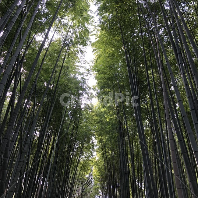 대나무,풀숲,식물,자연,plant,자연,풍경,nature,landscape