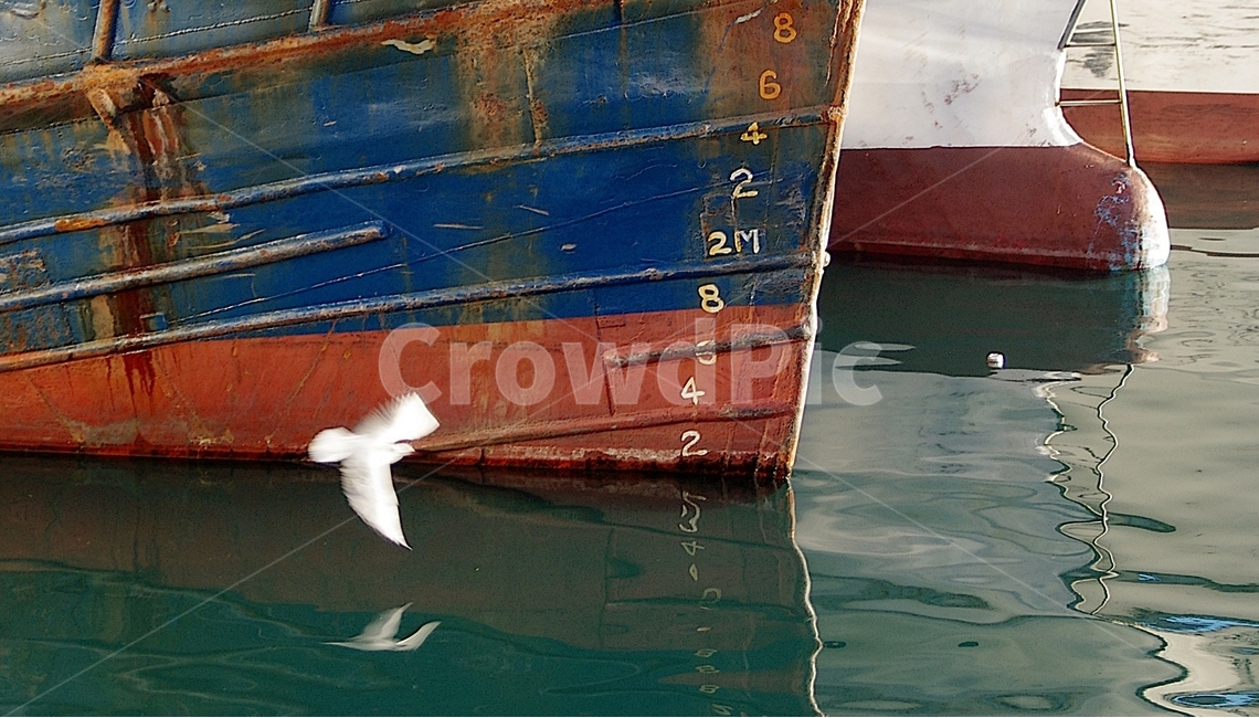 선박,비둘기,평화,탈출,자연,감성,동물,animal,조류,새,birds,교통,교통수단,traffic,transportation