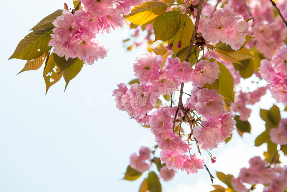 꽃,봄,계절,자연,식물,벚꽃,겹벚꽃,핑크,분홍색,풍경,빛,spring,season,plants,nature,flower,감성,sensible,feeling