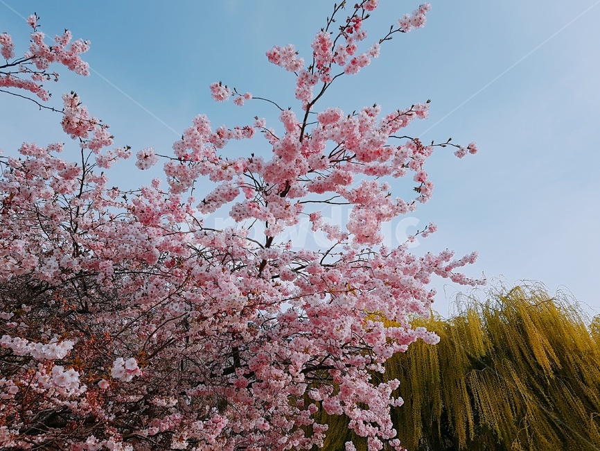 꽃,벛꽃,cherryblossom,flower,봄,spring,landscape,풍경,경치,식물,자연,plants,nature,꽃,flower