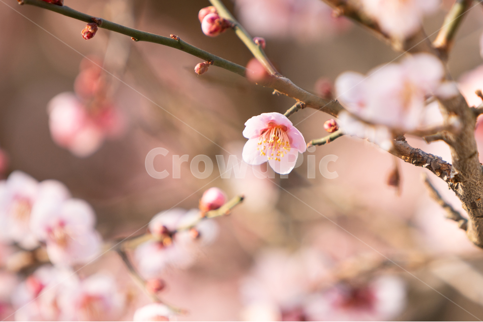 봄,꽃,봄꽃,매화,나무,봄,계절,spring,season,식물,자연,plants,nature,꽃,flower,plant