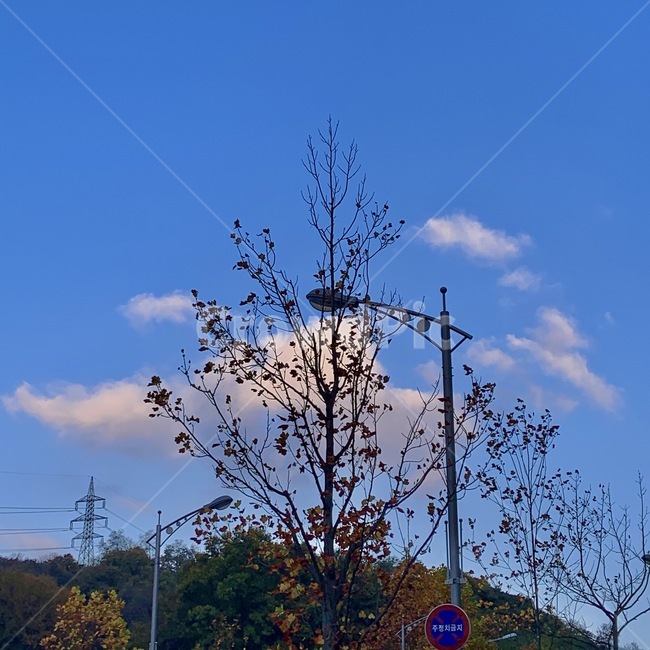 하늘,sky,표지판,가로등,나무,tree