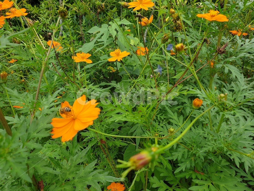 plant,leaf,자연,가을,코스모스,벌,honey,bee,flower,주황색,주황색꽃,가을꽃,꿀먹는벌,cosmos,가을느낌,식물,자연,plants,nature,꽃,flower,곤충,벌레,insect,bug