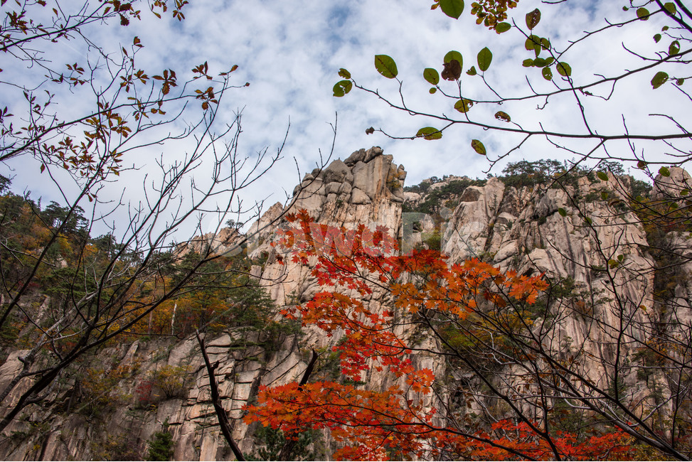 설악산,국립공원,가을,단풍,기암괴석,천불동계곡,가을,계절,fall,autumn,season,자연,풍경,nature,landscape,한국자연풍경,한국자연경관,korea nature landscape,plant,식물,outdoors,옥외,tree,나무