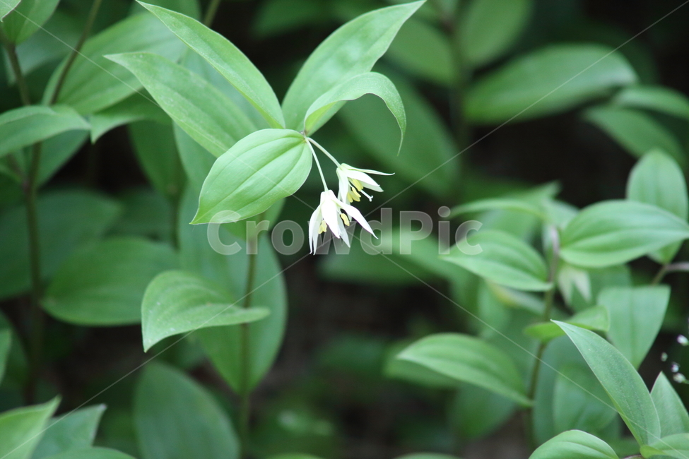 애기나리,가지애기나리,봄,백합과,fairybells