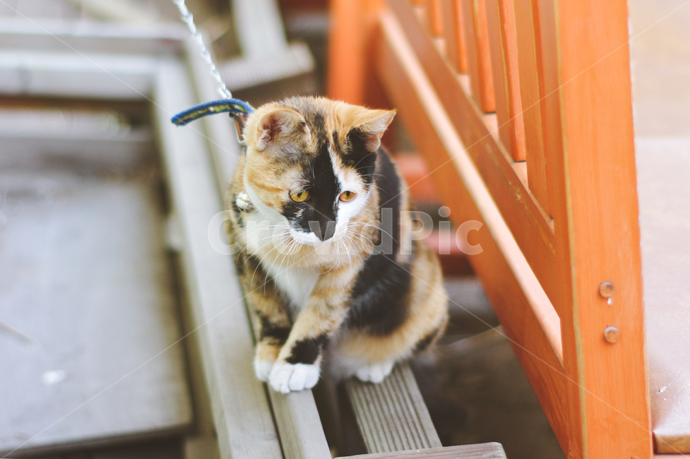 고양이,새끼고양이,cat,kitty,야옹이,야옹,감성,street,야외,cute,동물,animal,포유류,mammal,고양이,cat,kitten,kitty