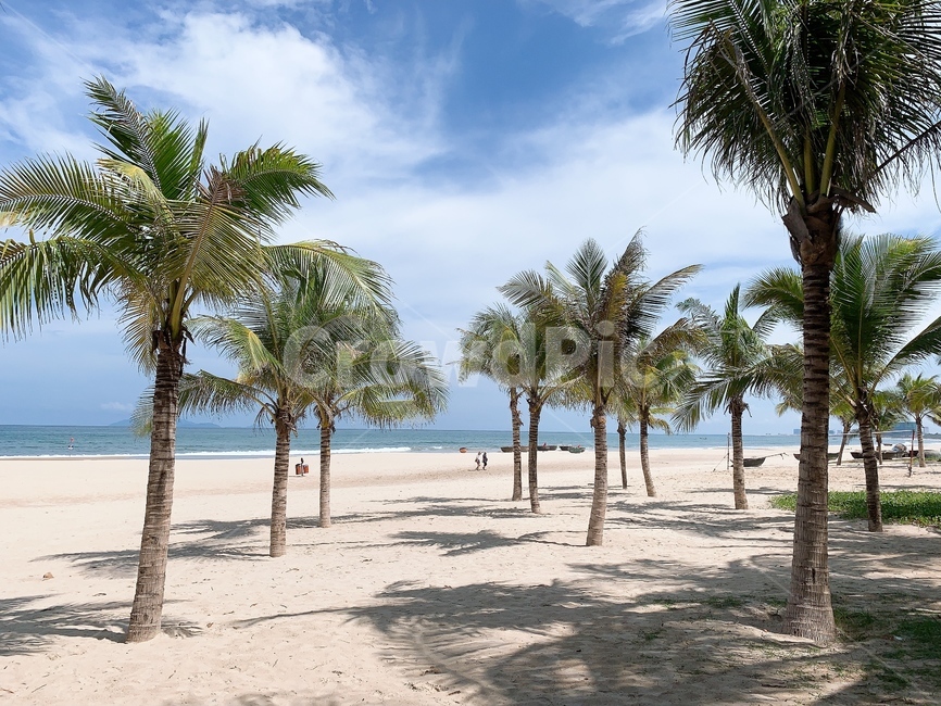 summer,여름,야자수,해변,beach