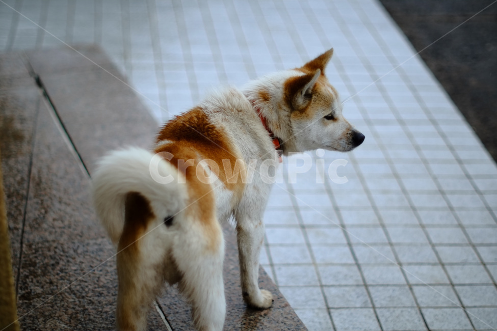 강아지,잡종,얼룩이,멍멍이,애완견,반려견,동물,animal,포유류,mammal,개,강아지,dog,doggy