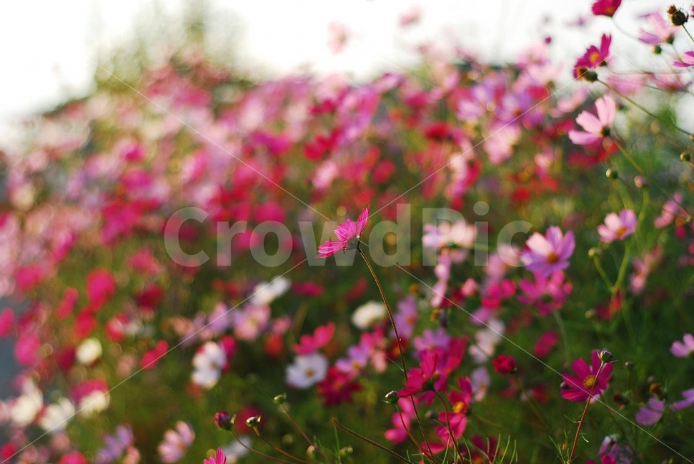 코스모스,가을꽃,가을풍경,꽃,한들한들,가을,계절,fall,autumn,season,식물,자연,plants,nature,꽃,flower,감성,sensible,feeling,geranium,제라늄,blossom,plant,petal,꽃잎
