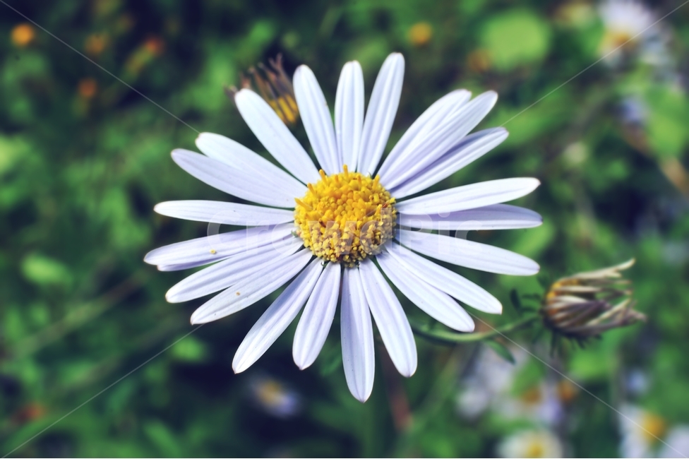 쑥부쟁이,가을꽃,들꽃,야생화,꽃봉오리,꽃,플라워,식물,flower,flowers,plants,plant,자연,nature,가을,계절,season,fall,autumn,10월,october,flowerbed,flowergarden,식물,자연,plants,nature,꽃,flower