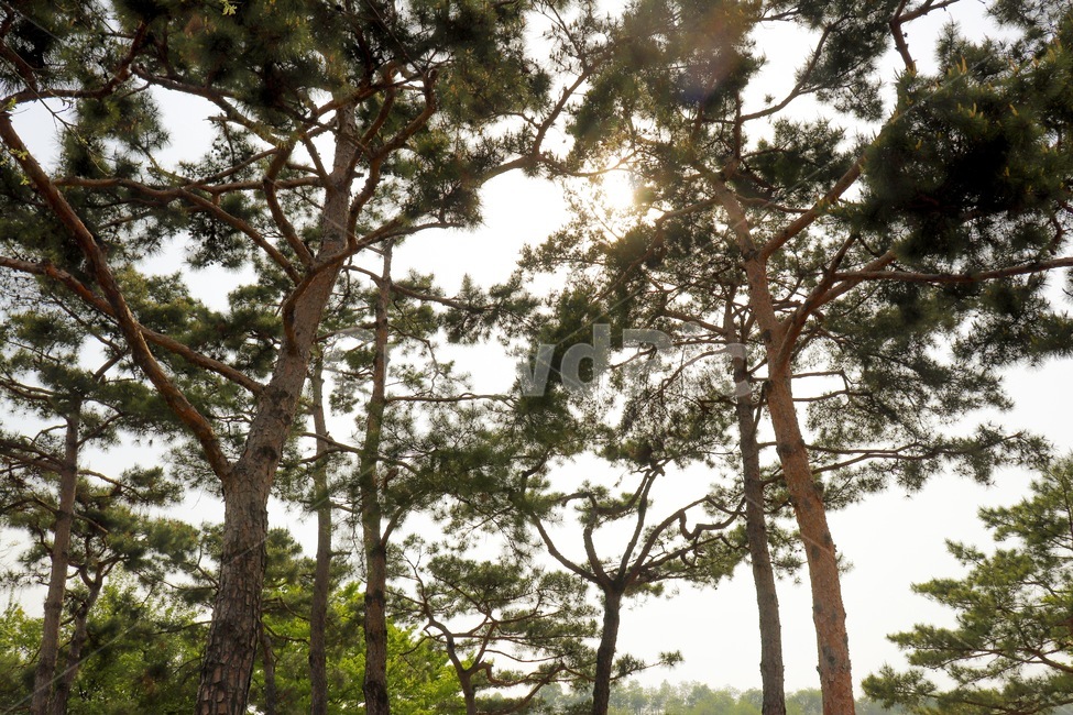 소나무,자연,나무,빛,태양,pinetree,pine,tree,natural,자연,풍경,nature,landscape,plant,식물,tree trunk,나무 줄기
