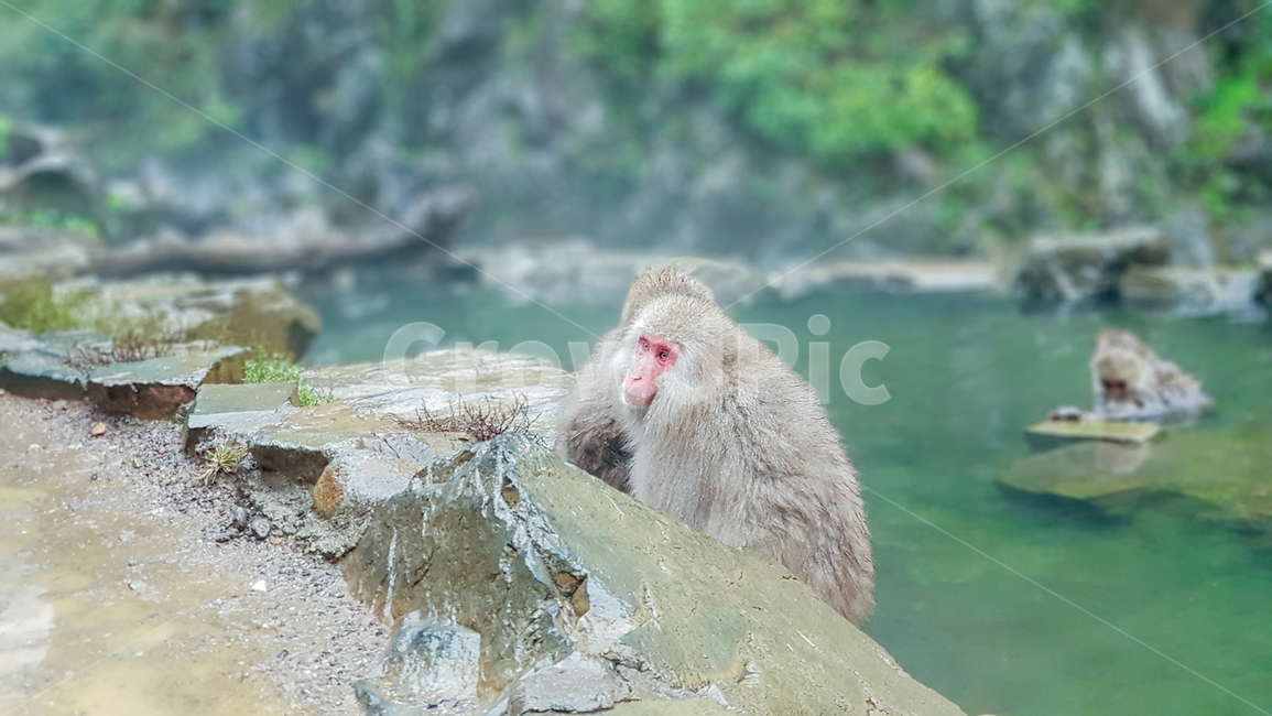 원숭이,온천,monky,일본,일본원숭이,동물
