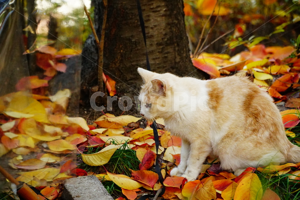 고양이,길고양이,동물,cat,animal,가을,fall,autumn,낙엽,단풍,나무,tree,식물,잎사귀,alleycat,포유류,야옹이,냐옹이,나비,공원,park,가을,계절,fall,autumn,season,동물,animal,포유류,mammal,고양이,cat,kitten,kitty,leaf,잎,plant