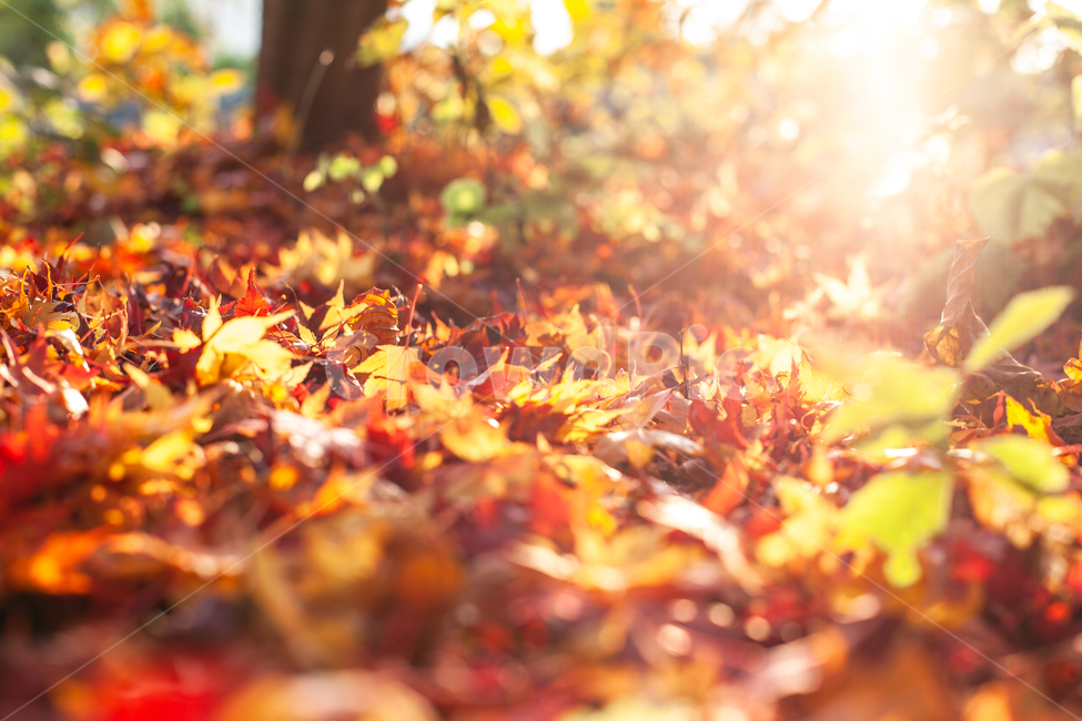 가을,단풍,단풍나무,단풍잎,나무,나뭇잎,가을,계절,fall,autumn,season,leaf,잎,plant,식물,sunlight,햇빛