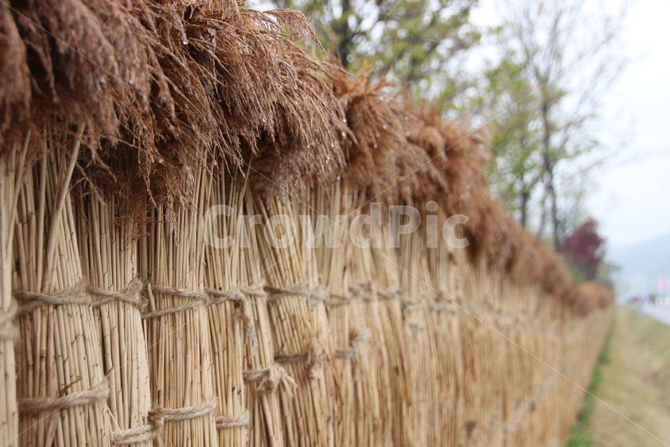 plant,식물,갈대,자연,담장,자연,풍경,nature,landscape