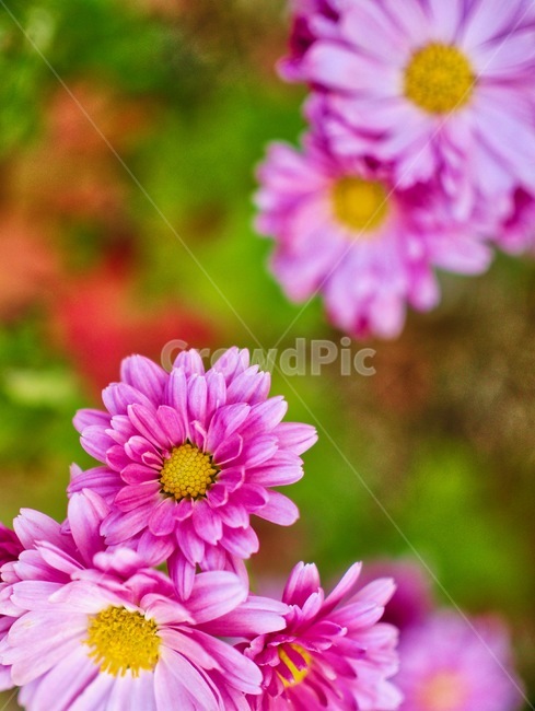 배경,핑크,국화,정원,식물,아름다움,꽃잎,근접촬영,자연,background,pink,flower,chrysanthemum,garden,plant,beauty,petal,photography,nature,daisies,daisy,데이지,blossom,꽃,식물,자연,plants,nature,꽃,flower