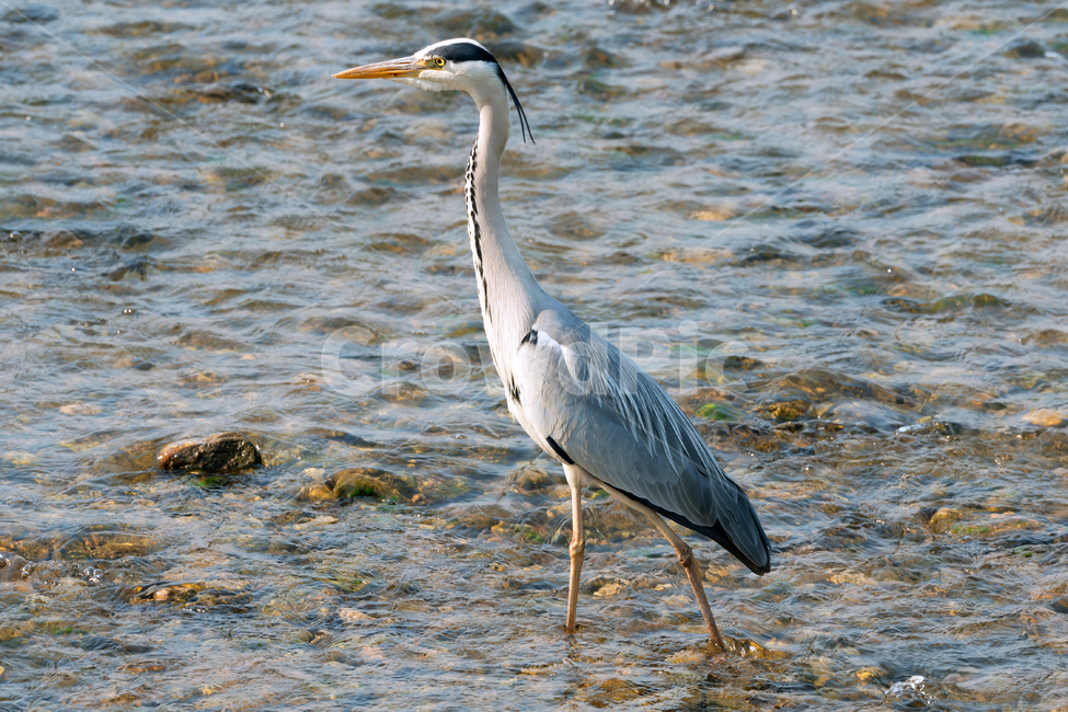 왜가리,새,조류,철새,야생,야생동물,동물,자연,생태,생태계,heron,bird,animal,동물,animal,조류,새,birds