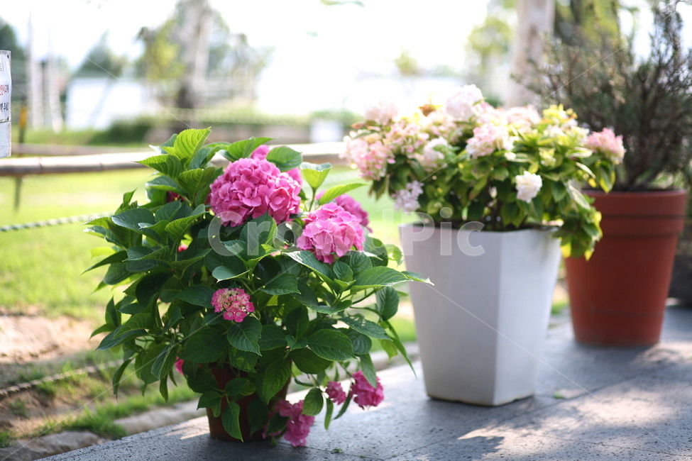 제라늄,flower,꽃,plant,식물,실내용화초,화분,화초,house plant