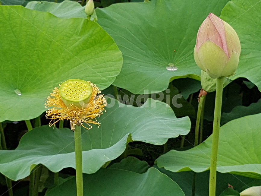 식물,자연,연꽃술,연꽃씨방,녹색,green