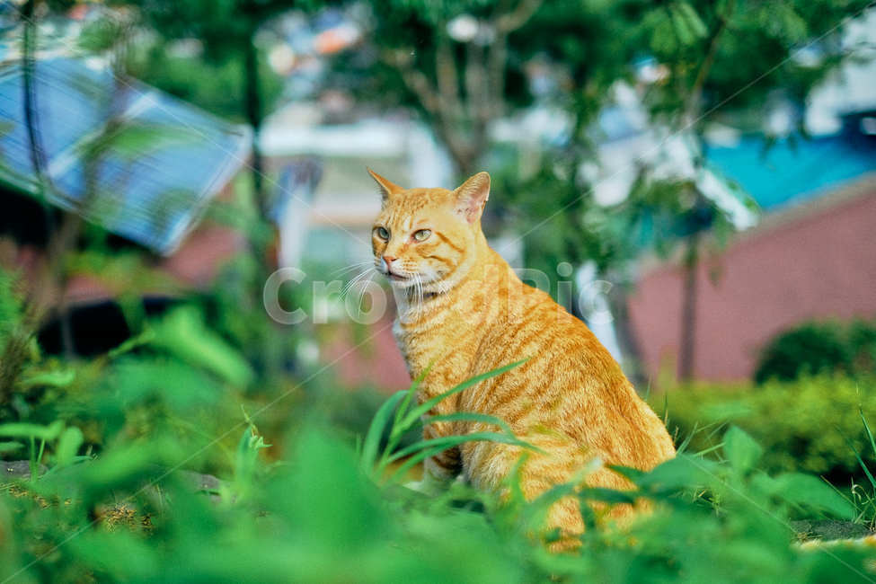 고양이,길냥이,반려동물,노란고양이,치즈태비,cat,cats,동물,animal,포유류,mammal,고양이,cat,kitten,kitty