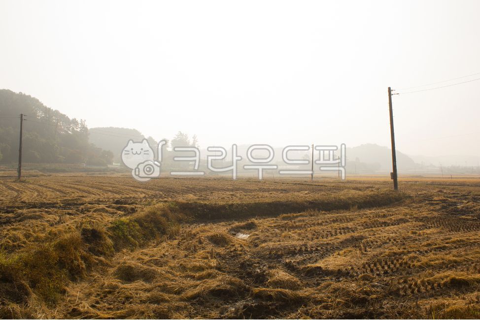 rice paddy,crops,paddy field,distant mountain,mountain,Town,farming,rice paddy farming,cropped,Fog,Rural,harvest,nature,countryside,reaping rice,truncated,brown,rice,rice field embankment,agricultural land,cloudy,Power pole,earth,plant,autumn