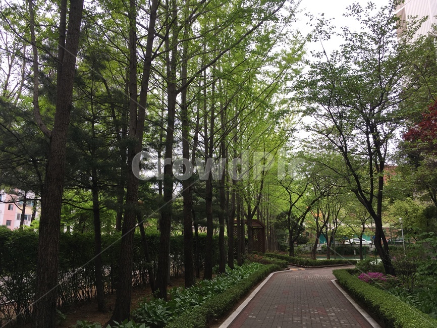 가로수,나무,초록색,자연,연두색